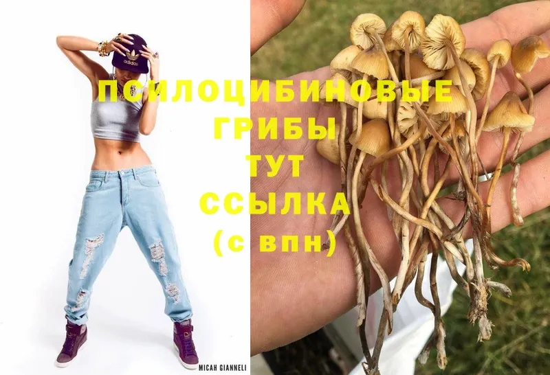 Псилоцибиновые грибы Psilocybine cubensis  Палласовка 